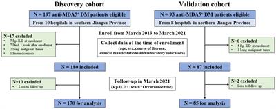 Rapidly progressive interstitial lung disease risk prediction in anti-MDA5 positive dermatomyositis: the CROSS model